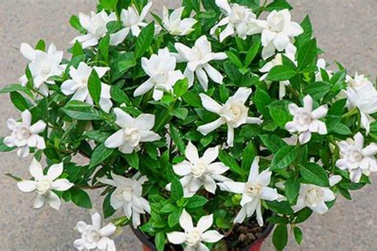 栀子花正在开花的时候能施肥吗