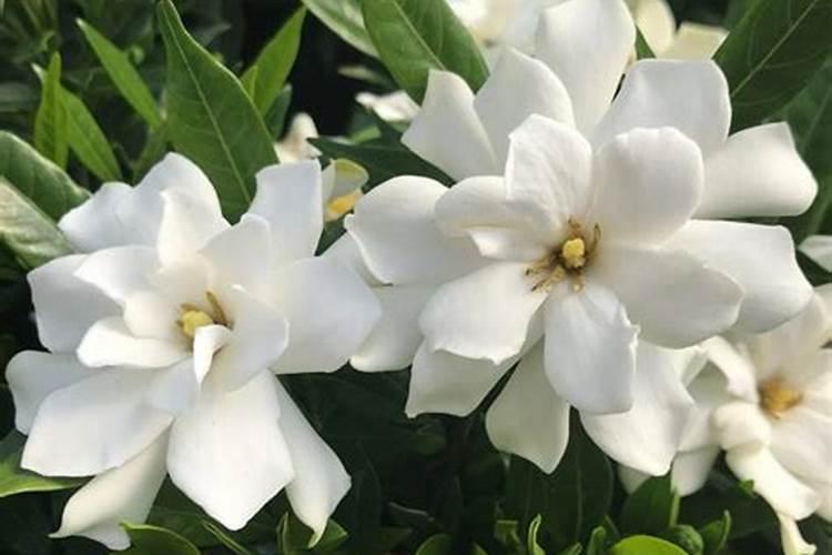 栀子花施什么肥好,栀子花的施肥方法以及注意事项