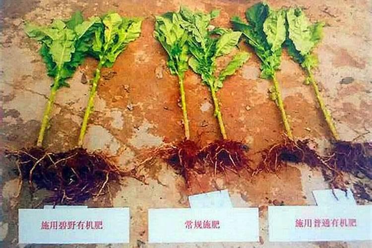 云南黑花生产地最好在哪里