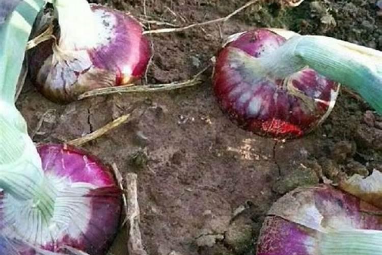 洋葱中后期追施什么肥,需要种多久才能收获