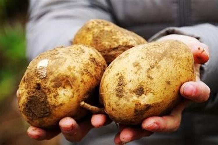 洋芋开花能施肥吗 施什么肥效果好