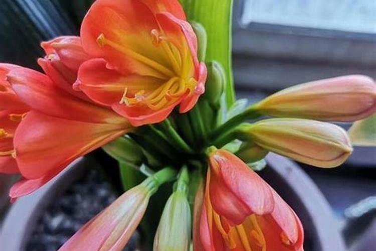 君子兰该如何施肥