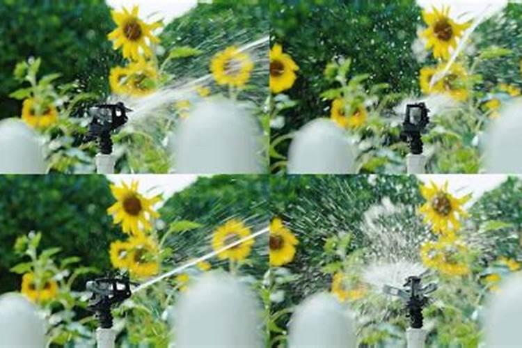 光辉岁月向日葵怎么养