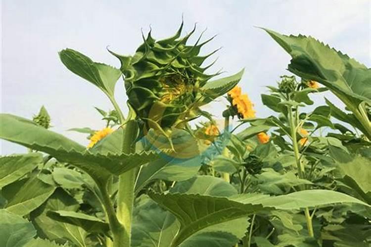 向日葵的种植方法