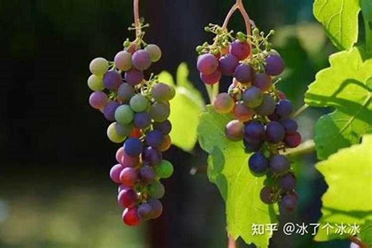 葡萄防裂果最佳方法