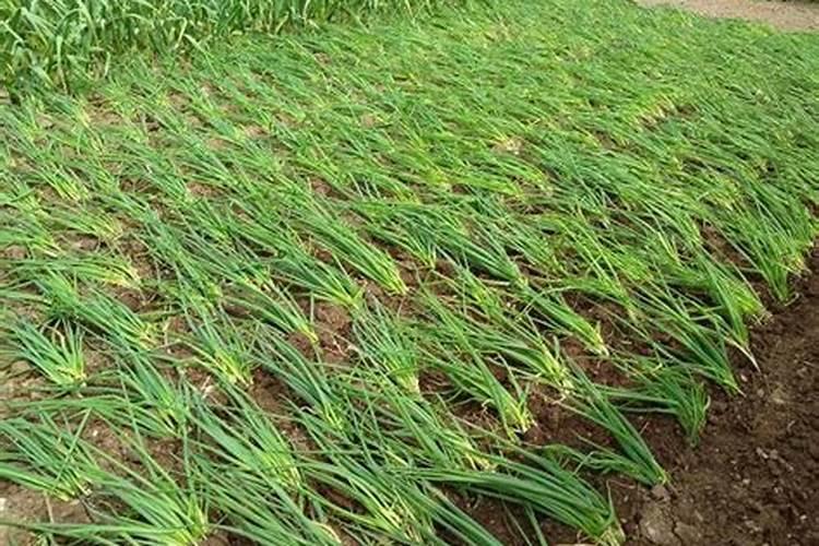 营养快线当叶面肥喷小葱可以不