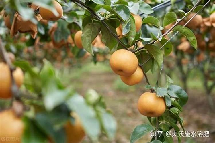 砀山酥梨啥时候是迅速膨大期,施用什么肥料最好,什么肥料吸收最快百度...