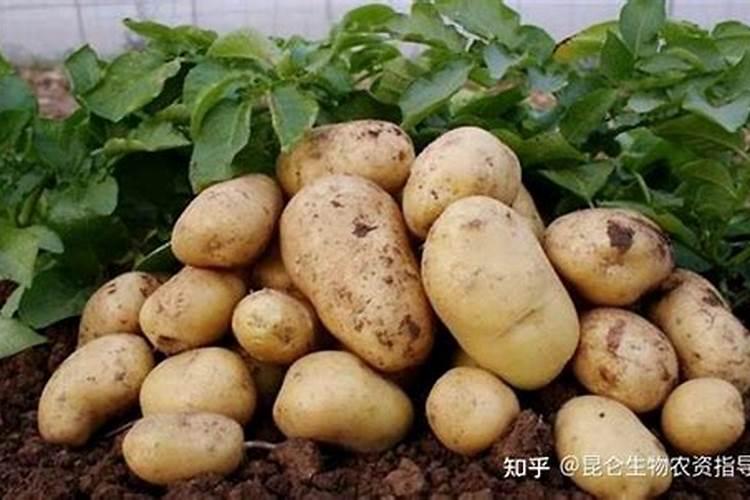 如何利用好冲施肥才能让马铃薯高产？