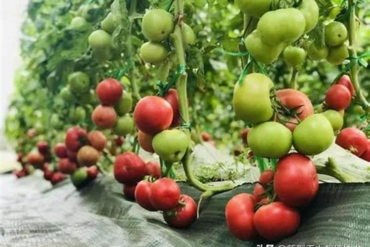 磷酸二氢钾每桶水用多少克