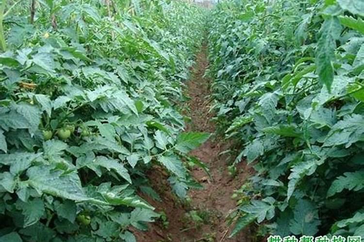 盆栽番茄如何施肥 盆栽番茄施肥时间和方法