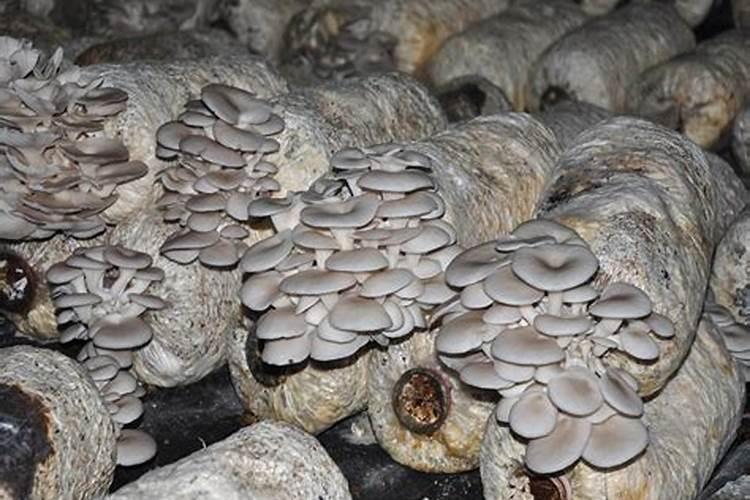 平菇上用啥样叶面肥最好