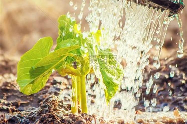 小树几天可以施一次肥？