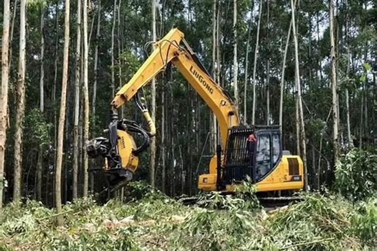 花椒树栽的一年,小苗儿什么时候打顶？