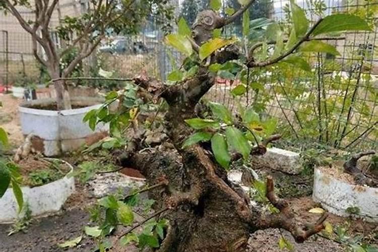 玉树施什么肥料最好