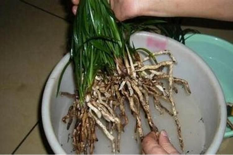 昨天刚买回来的花,今天换盆发现根系生长不好,应该咋办呢？