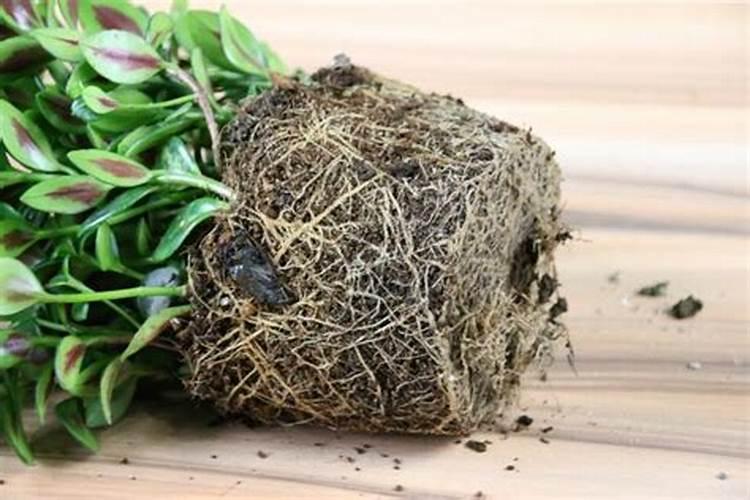 养发财树施什么肥最好