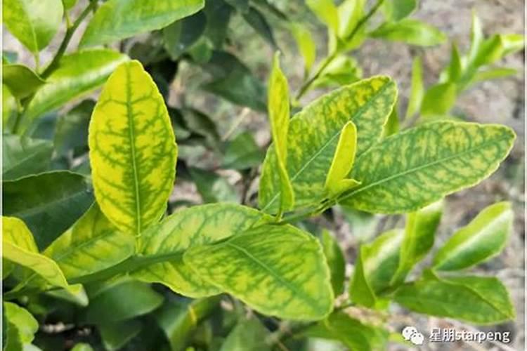 橘子施什么肥最好