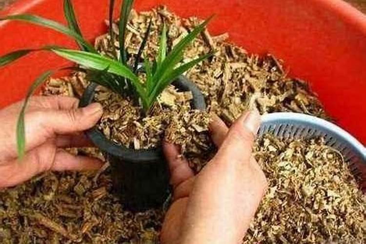 柳条泡出来的水可以浇花吗 柳条泡水浇花要稀释吗