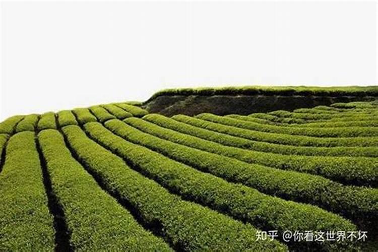 叶面肥在什么时候打好？