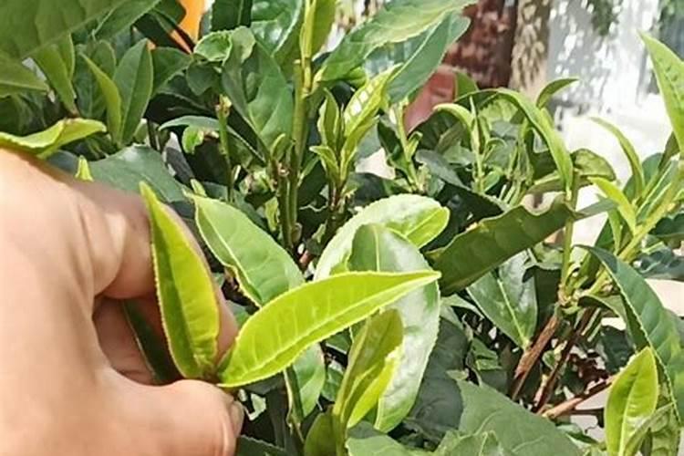 茶叶采摘前可否喷叶面肥