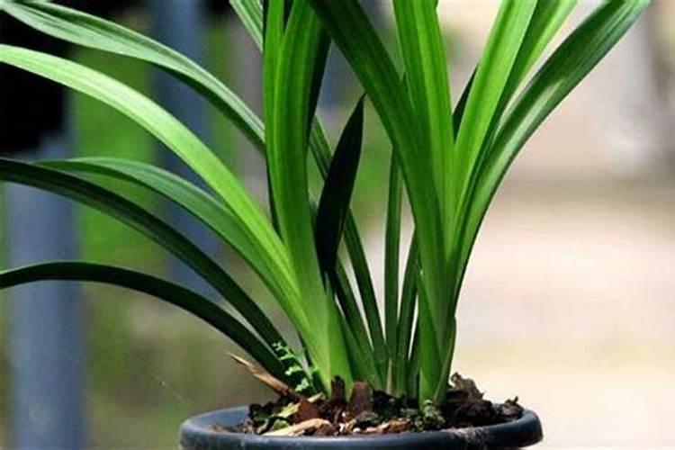 杨树施尿素可以撒施吗？