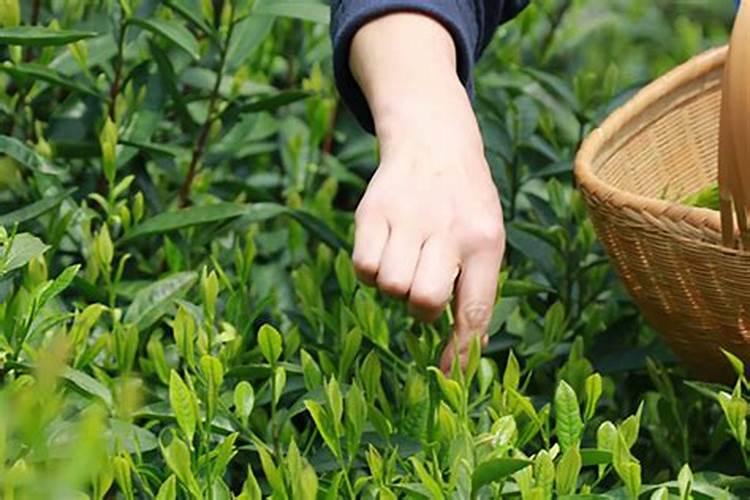 茶的种植方法有哪些呢？