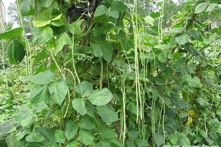 豆角保花保果农药最佳配方