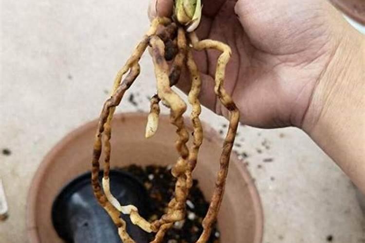 草木灰养护兰花的好处和害处