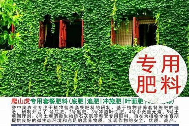 藤蔓用什么肥料好？