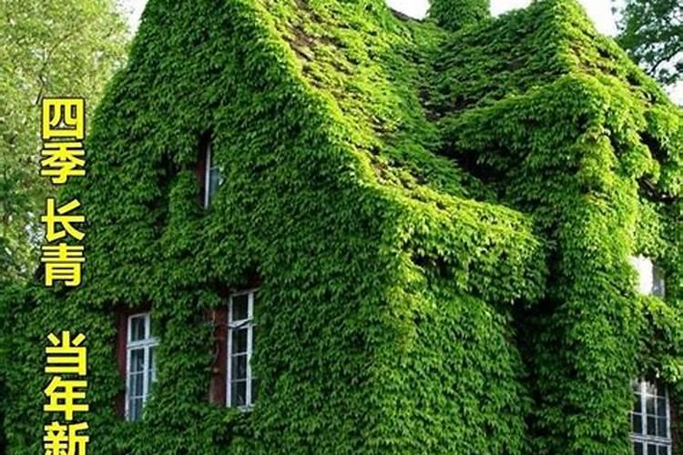 月季爬藤种植方法