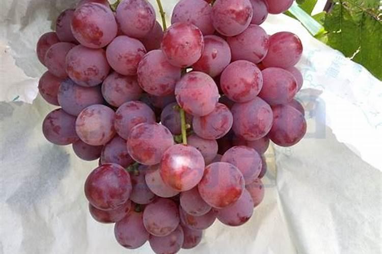 葡萄树用什么肥料长得快 葡萄树如何施肥