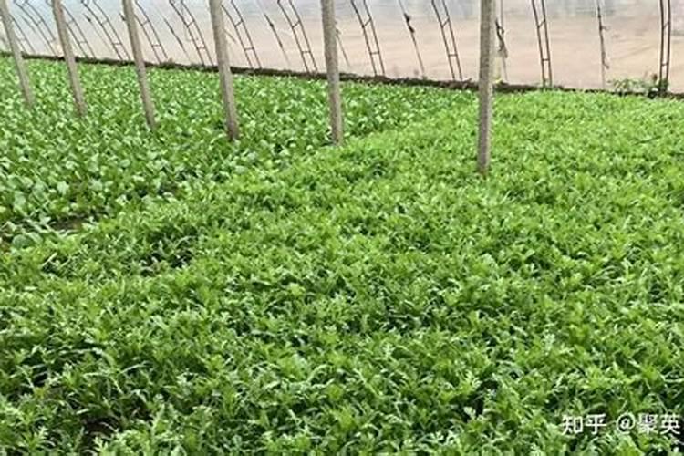 贝壳粉做肥料的好处