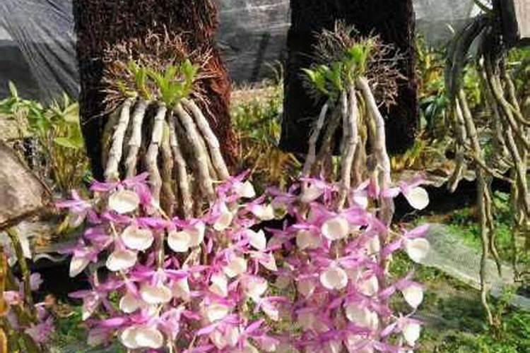 藻类有哪些用途？需要详细的,包括大型藻和微藻