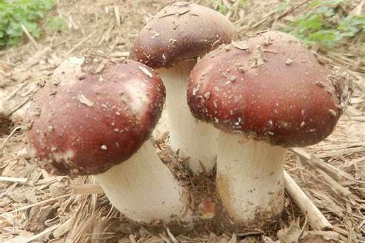 种植蘑菇用什么肥料 可以用一部分营养液