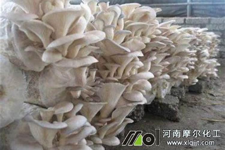 别再搞错了,叶面肥、菌肥、水溶肥一分钟弄懂