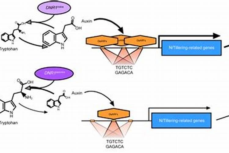 目前水稻的氮肥利用率平均仅在什么之间