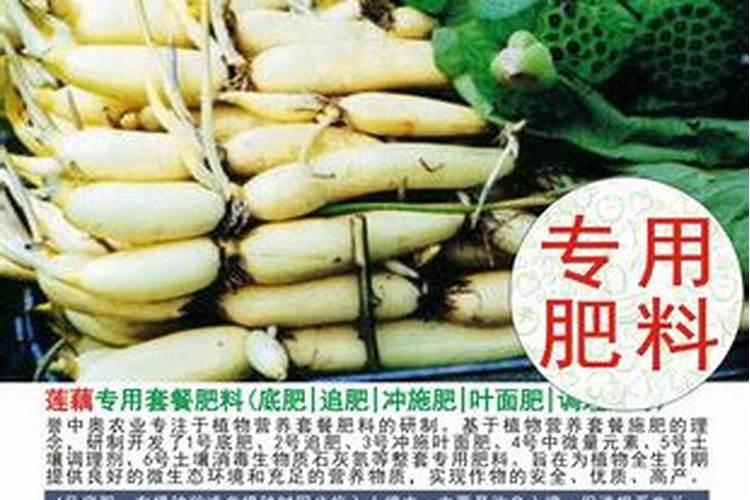 莲藕的栽培技术