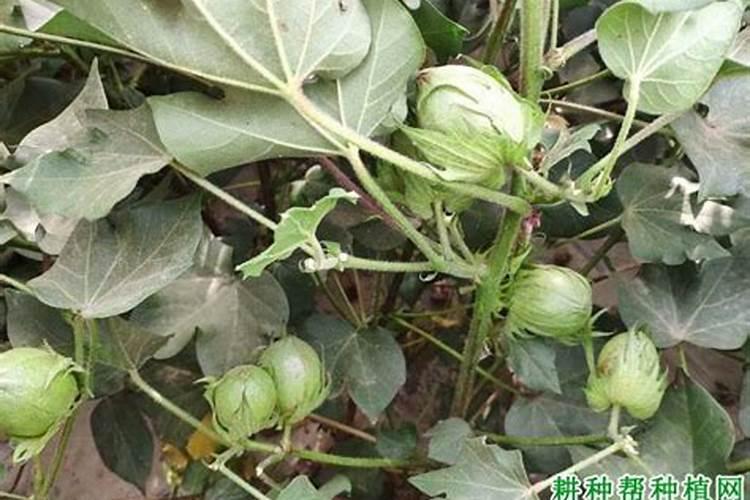 厦门曾厝安十元十个生蚝,能吃吗？这价格太便宜了,怎么回事？