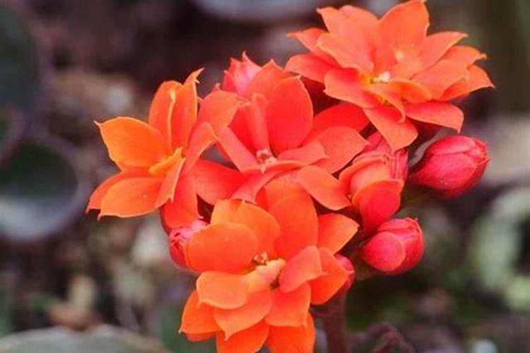 长寿花打顶后施什么肥