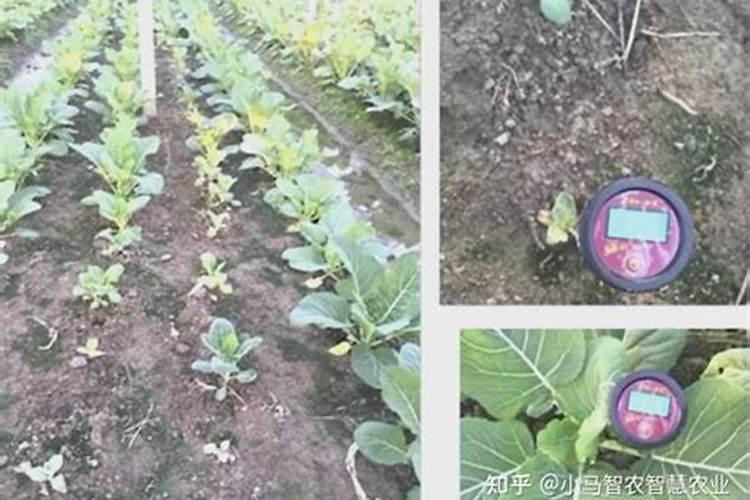 养连禺用什么肥？