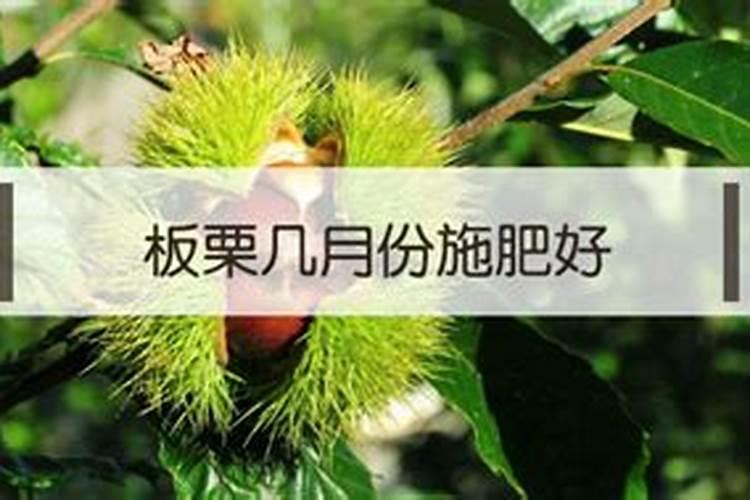 板栗膨果打什么叶面肥好