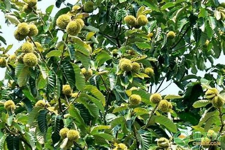 板栗什么时期施肥最好？