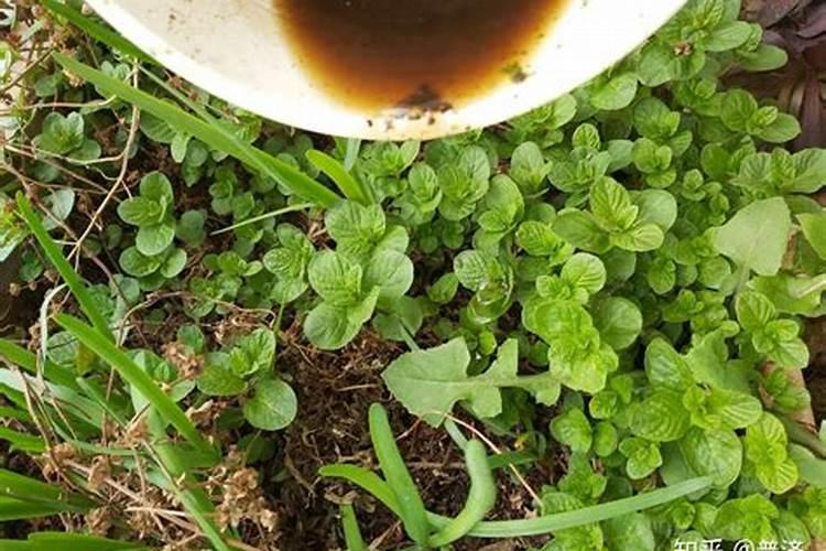 哪些农家肥中含磷量较高？