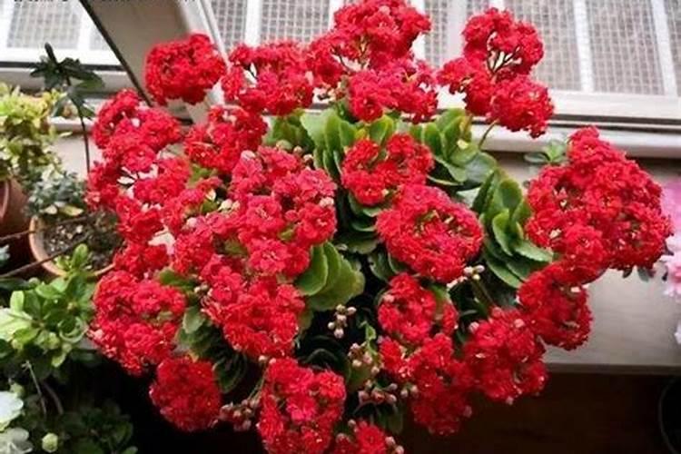 长寿花夏天可以施肥吗