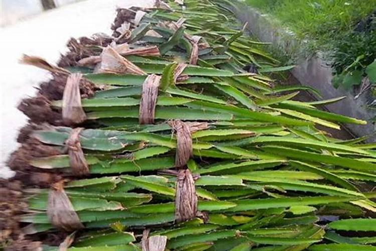 火龙果要用什么肥料才能很快地生长