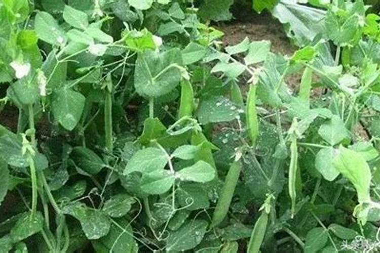 桃树膨大的好方法