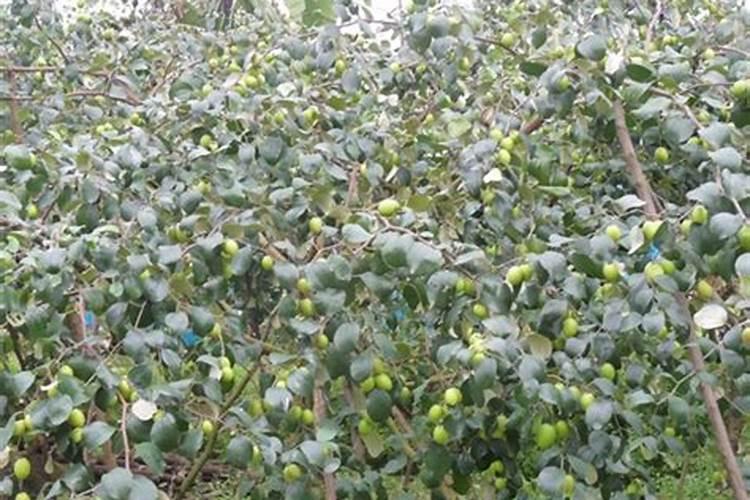 芸苔素的作用和使用方法