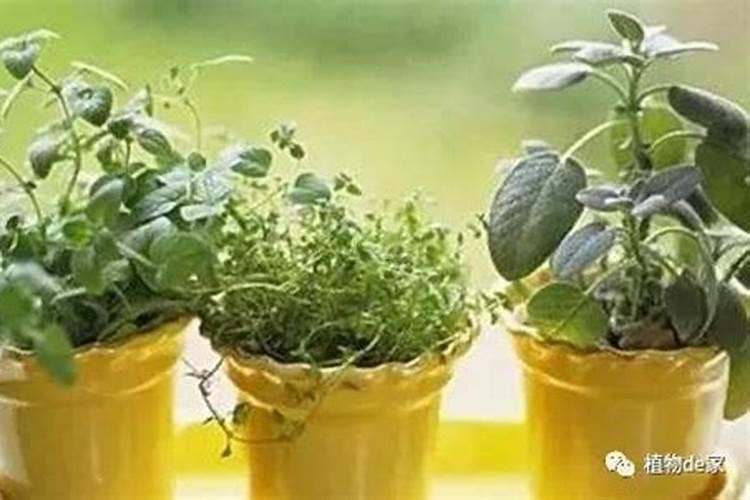 芸苔素使用技巧