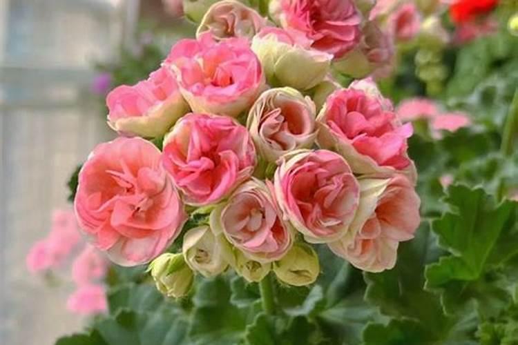 糖醇钙与螯合钙区别