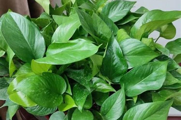 建瓯锥栗生物特性